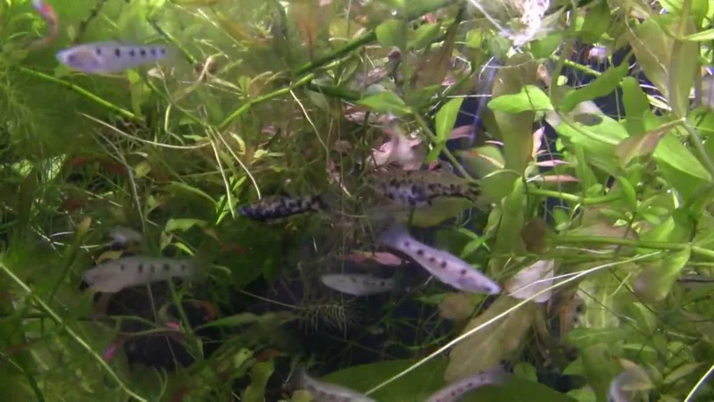 Livebearers