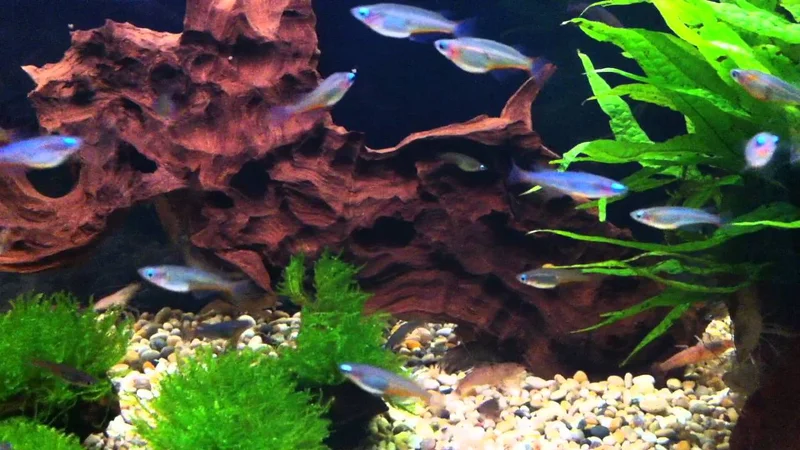 Sulawesi Ricefish / Daisy's Ricefish @ Sweet Knowle Aquatics