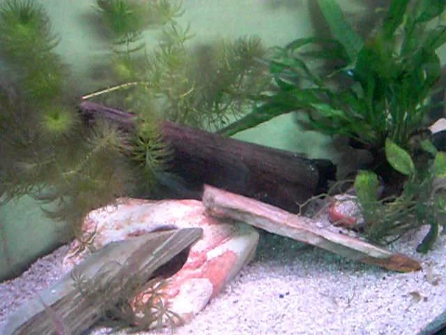 pseudocrenilabrus multicolor victoriae