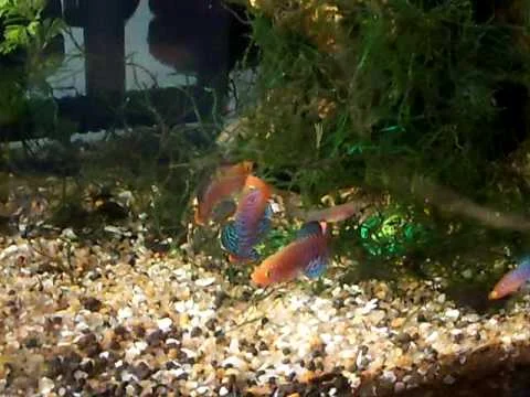 Killifish Nothobranchius Rachovii Beira 98 [6 weeks old] in 20 gallon Fishtank