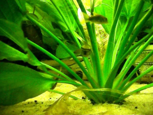 Betta Picta Java Kampffisch