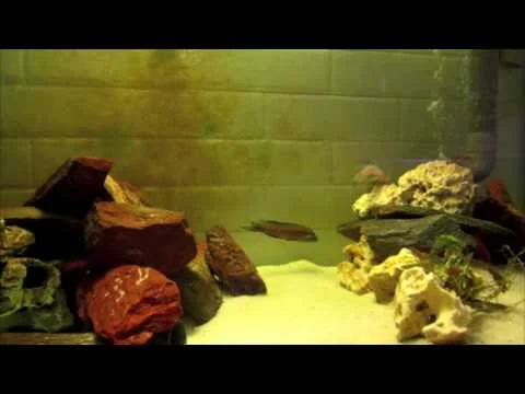 Neolamprologus furcifer.m4v