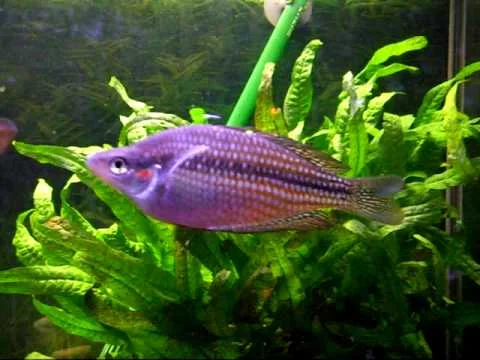 Melanotaenia splendida inornata