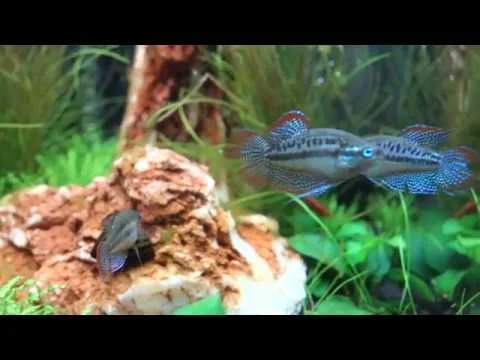 Trichopsis pumilus HD