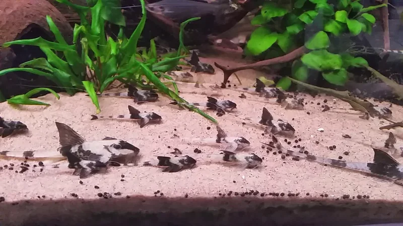 Loricaria Simillima  family