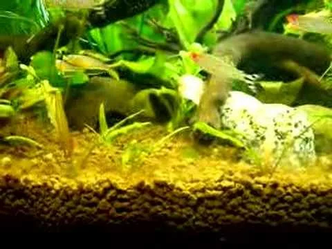 Pseudomugil furcatus