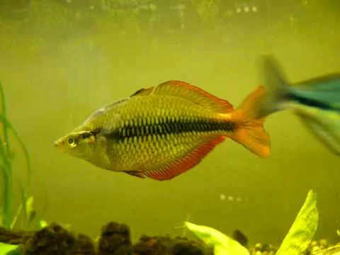 Melanotaenia herbertaxelrodi