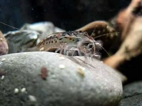 Atyoida Pilipes