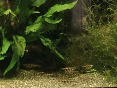 Nannostomus espei