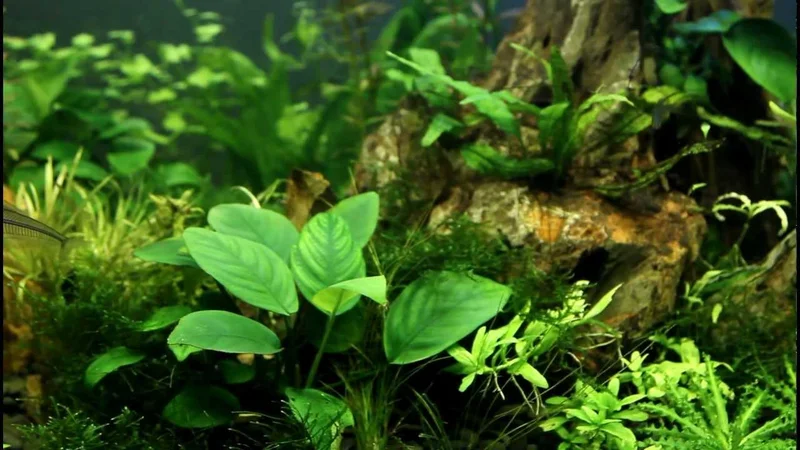 Стеклянный сом - Kryptopterus bicirrhis HD