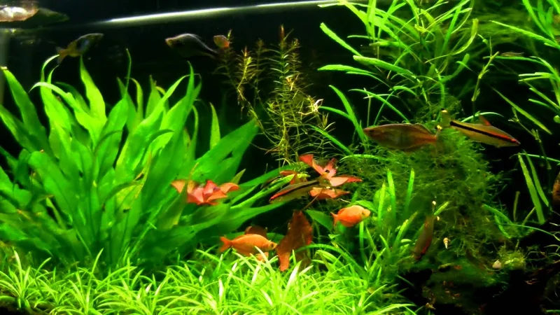 New Guinea Red Irian Rainbowfish - Glossolepis incisus