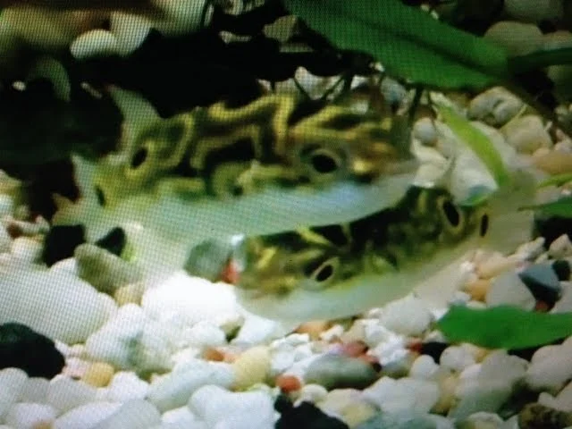 Freshwater Puffer fish (Tetraodon biocellatus) - Overview