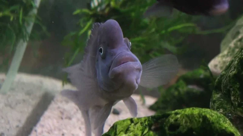 Steatocranus casuarius