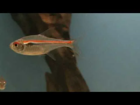 Scarlet Tetra  (  Hyphessobrycon amapaensis ) at Tyne Valley Aquatics near Newcastle