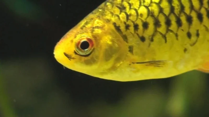 Golden Barbs