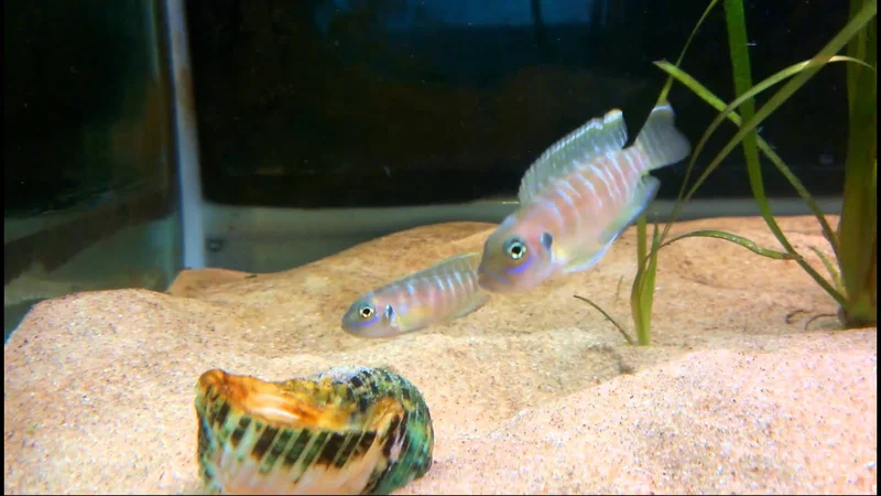 Neolamprologus Brevis