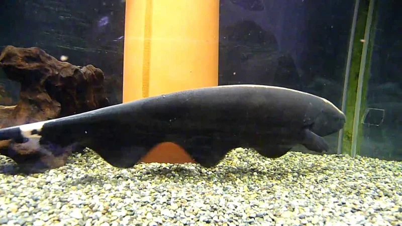 Black Ghost Knife Fish 2 (30cm)