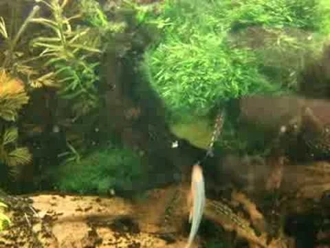 notropis lutrensis