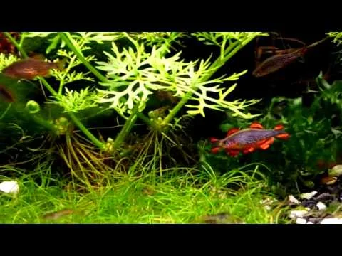 Celestial Pearl Danio - Microrasbora Galaxy - Danio margaritatus