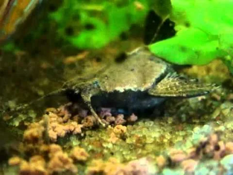 Bunocephalus coracoideus - Banjo Catfish