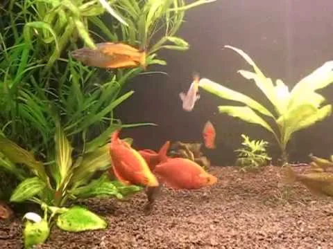 Glossolepis incisus_Джигиты.avi