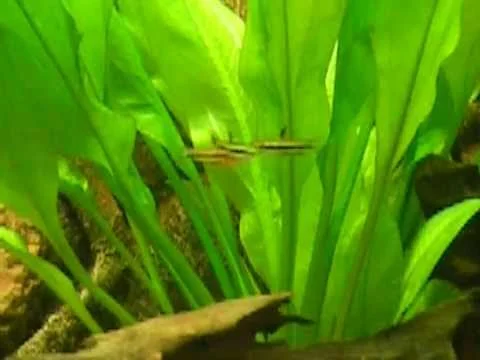 Nannostomus marginatus / Zwergziersalmler [1/2]