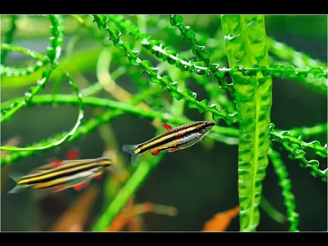 Nannostomus marginatus