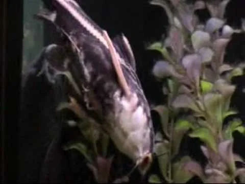 Sick  Orinocodoras eigenmanni