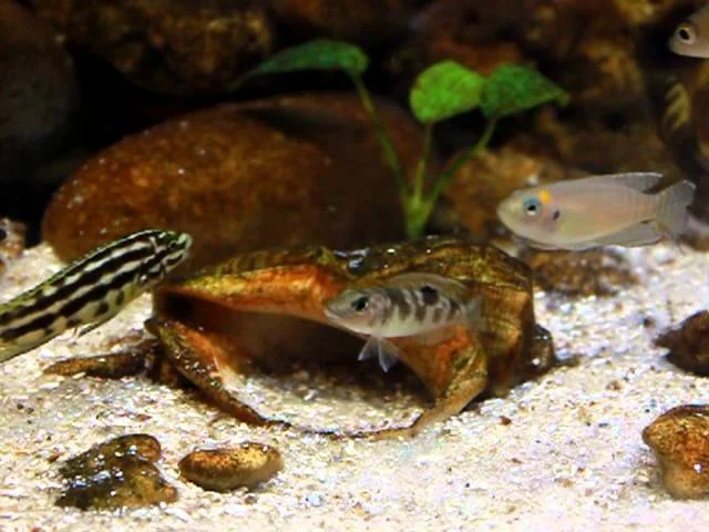 Neolamprologus meeli