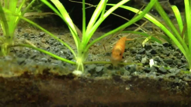 Orange Sunkist Shrimp