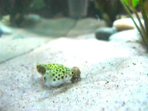 GSP puffer feeding snail