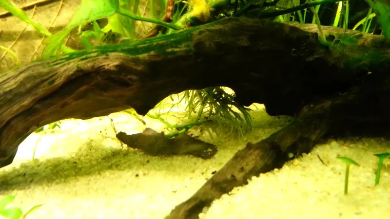 Aspidoras Breeding Behavior