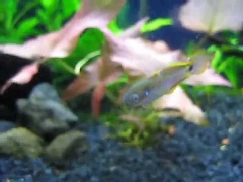 Peacock Gudgeon (Tateurndina ocellicauda)