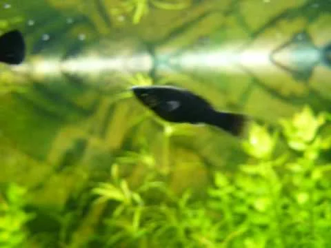 Black molly (Poecilia sphenops) movie