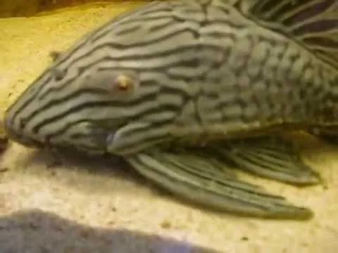 Panaque Nigrolineatus