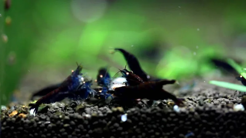 Blue&Black Tiger Shrimp Hybrid