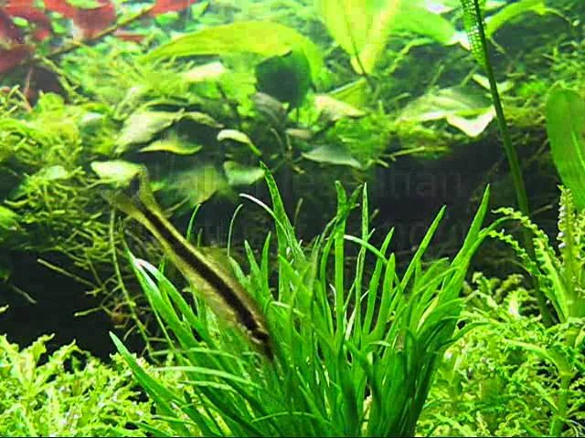 The algal free planted aquarium (Amano shrimps, SAE and cherry shrimps) - Ole Pedersen
