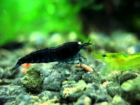 blue tiger shrimp