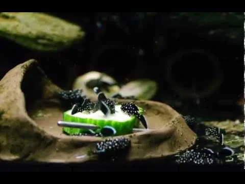 Tüpfelantennenwels - Ancistrus sp. L181 3cm beim Gurke fressen.AVI