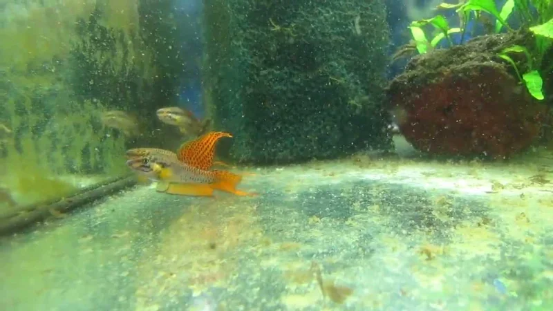 Aphyosemion bitaeniatum "Lagos Red" fighting