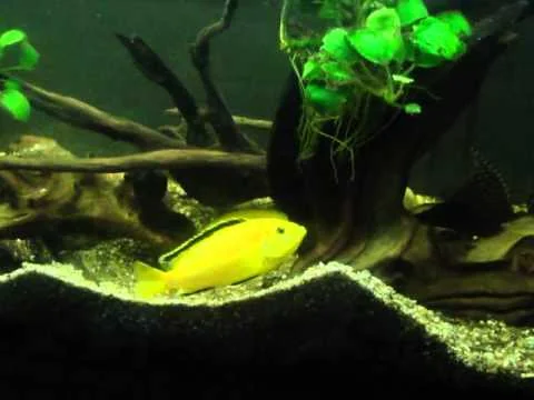 Labidochromis caeruleus "Electric Yellow"