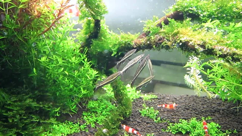 Nannostomus eques