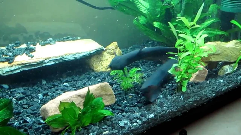 Keříčkovec dvoupásý (Heteropneustes fossilis)