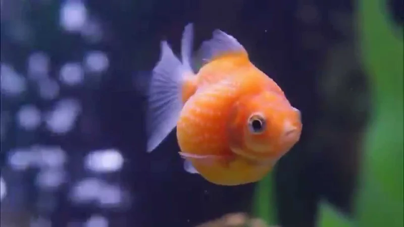 Baby Pearlscale Goldfish In Bubble Trouble - Very Funny!