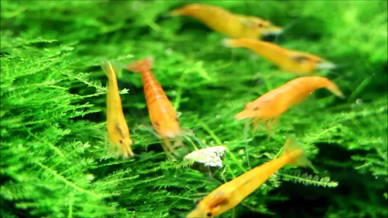Orange sakura aquarium shrimp
