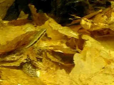 Dicrossus filamentosus with fry