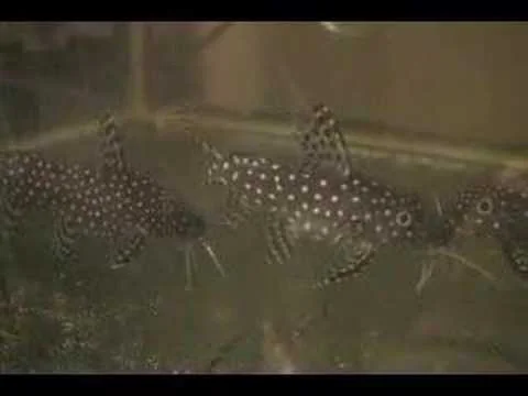 synodontis angelicus