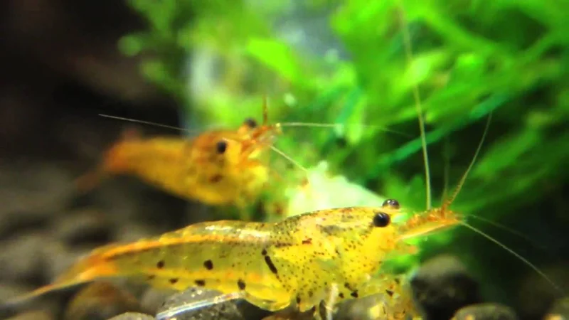 Caridina serrata - Tangerine Tiger Shrimp