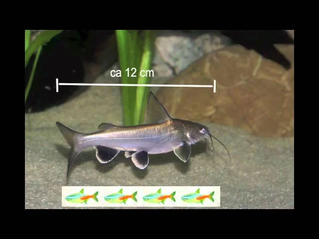 40cm Kreuzwelse - Facts und Haltung
