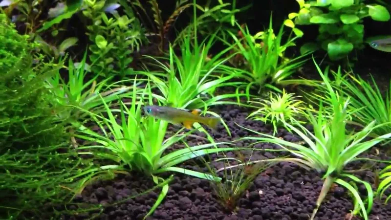 Pseudomugil signifer in planted tank